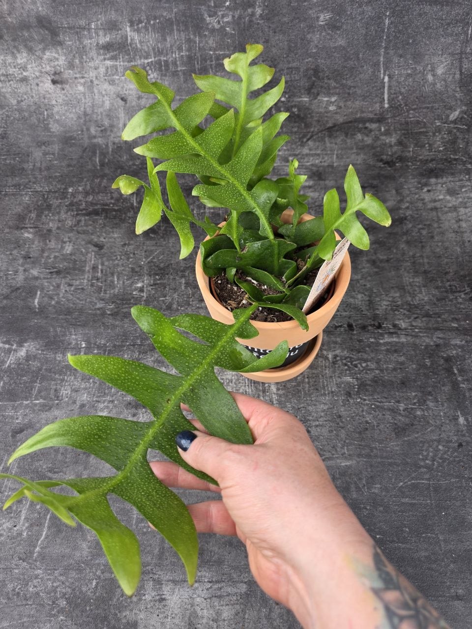 Epiphyllum Chrysocardium 12 cm
